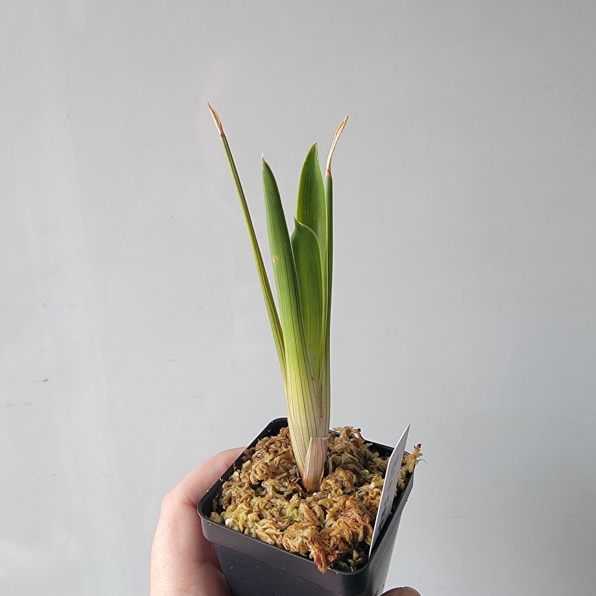 Brocchinia reducta BCP
