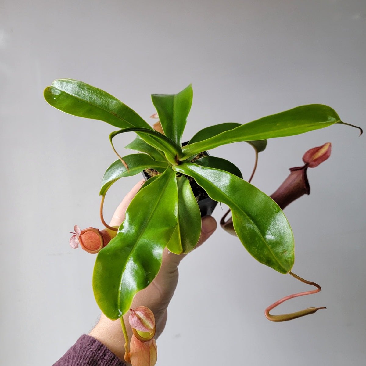 Nepenthes "Ventrata" Large 4"