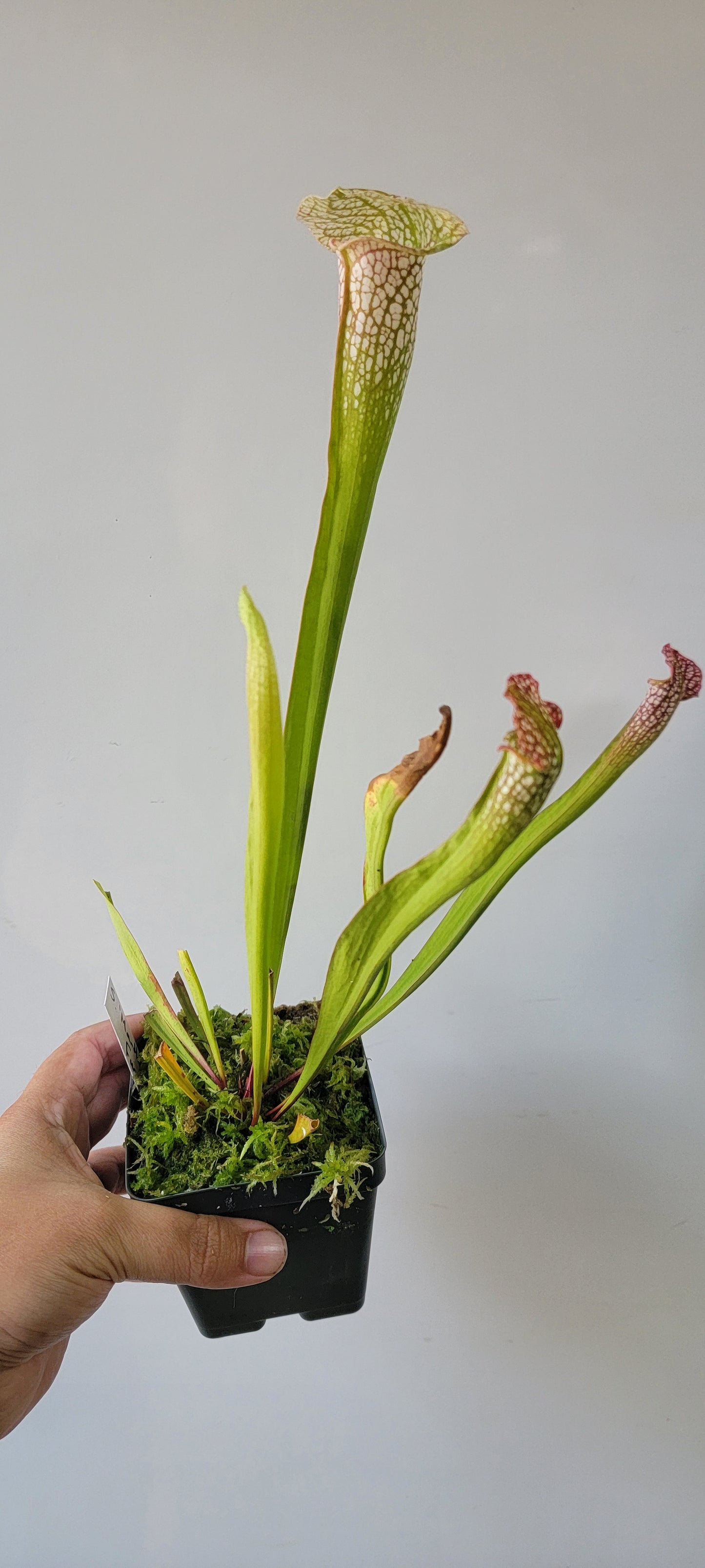 Sarracenia 'Martha's Furnace'