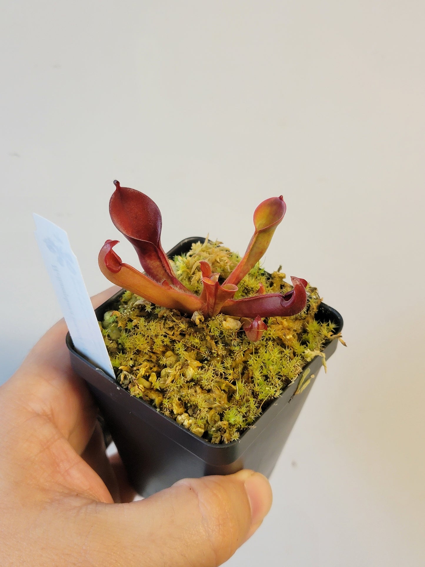 Heliamphora ionasii x pulchella BCP