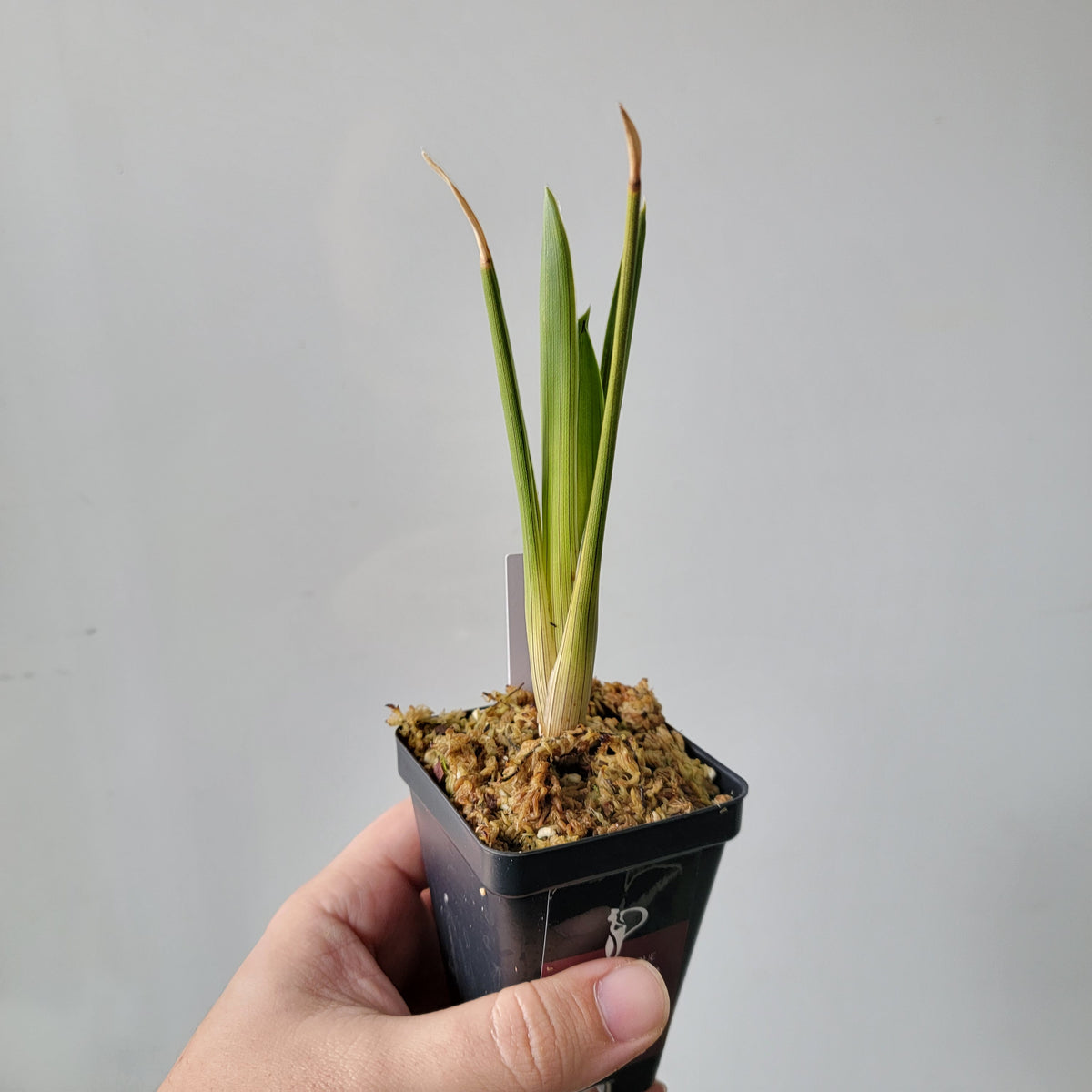 Brocchinia reducta BCP