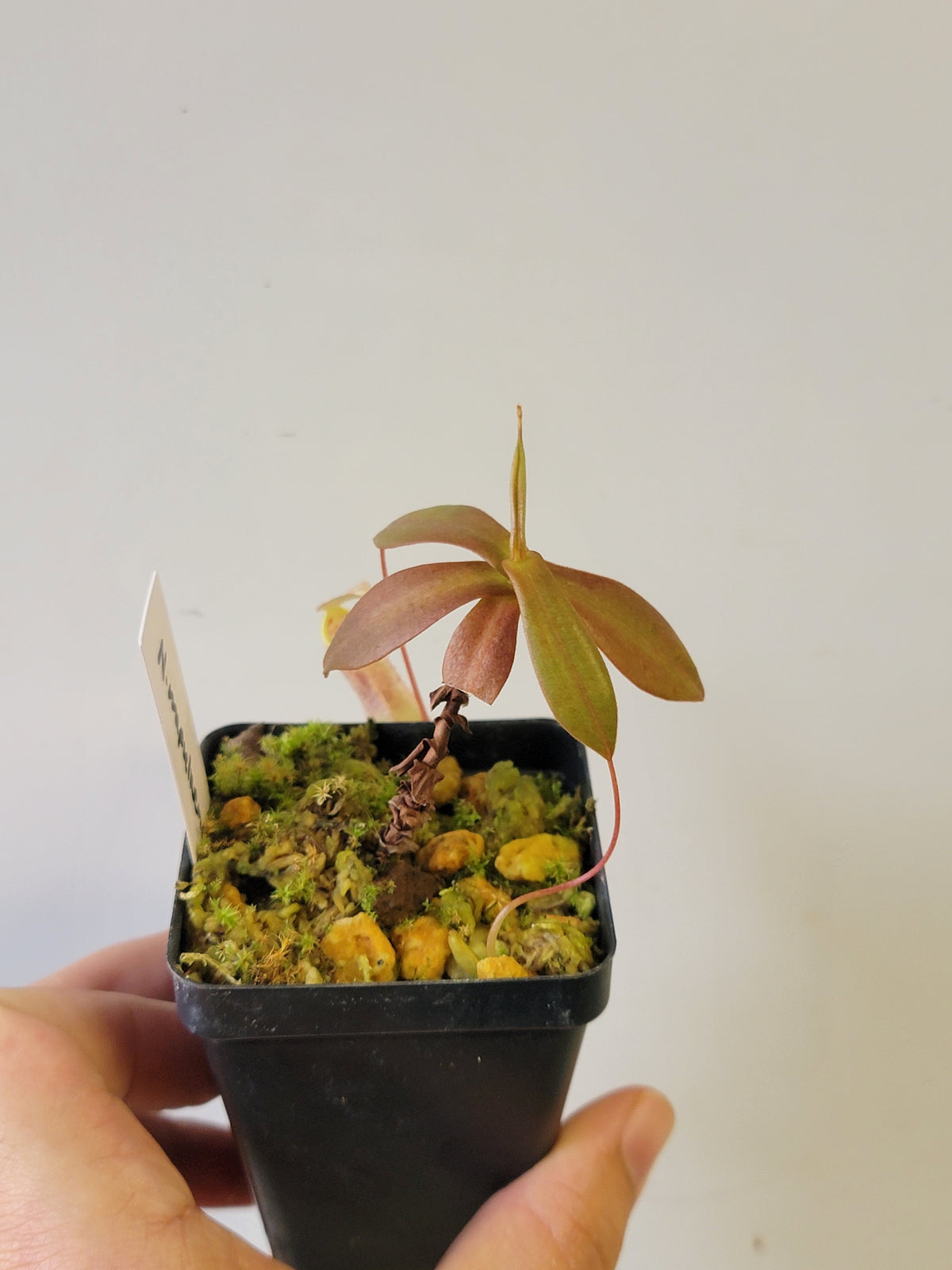 Nepenthes mapuluensis BCP