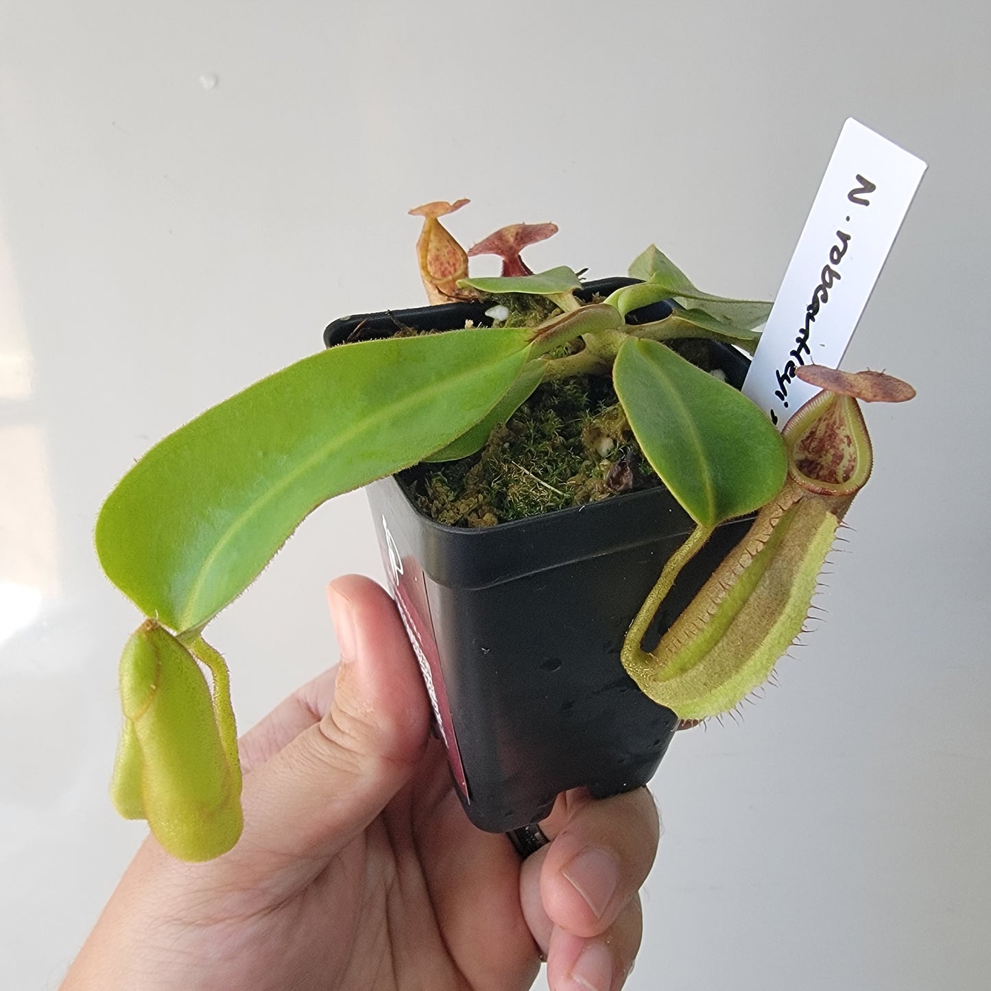 Nepenthes robcantleyi x veitchii 'Sungai Samba' BE