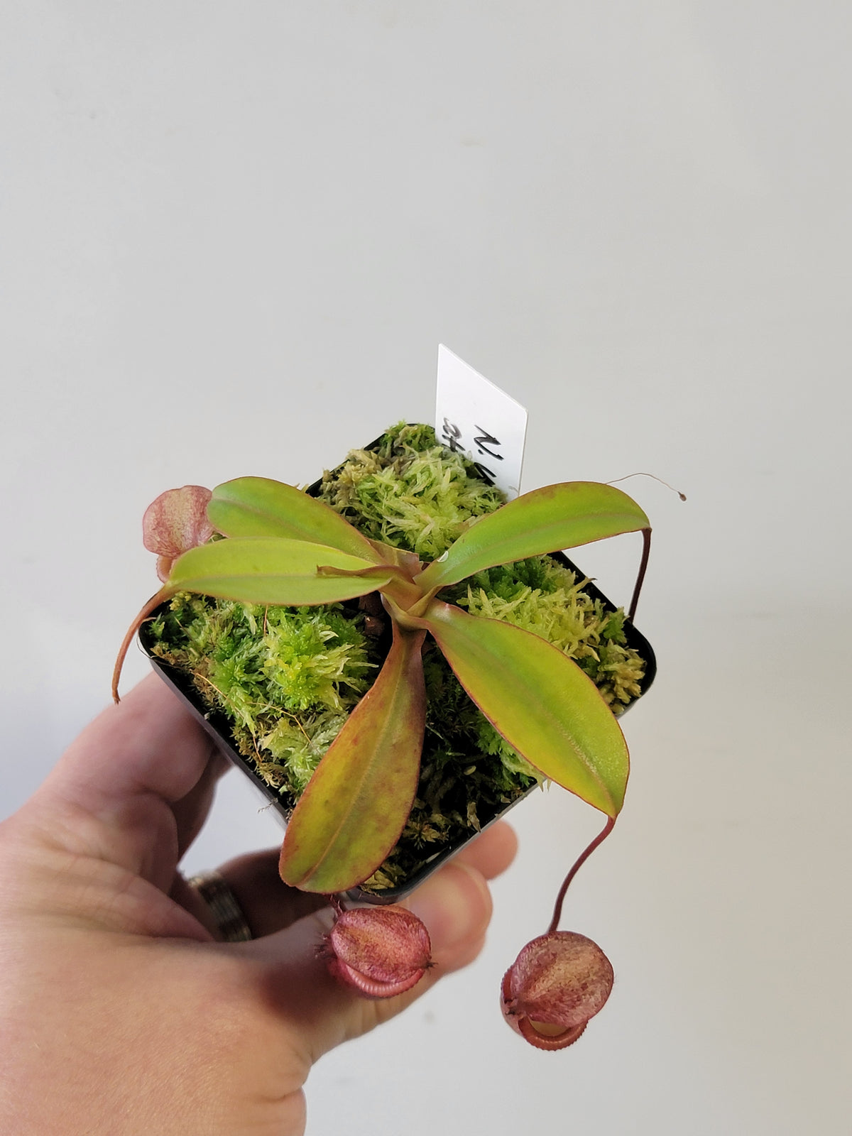 Nepenthes ventricosa x attenboroughii BE