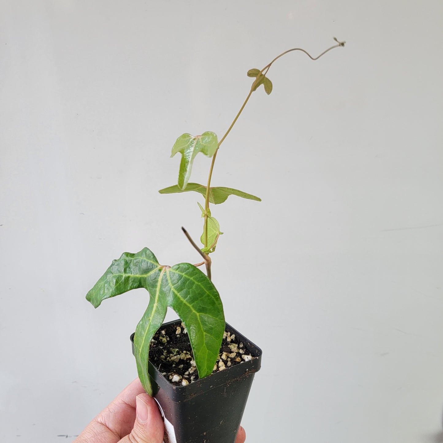 Aristolochia macroura