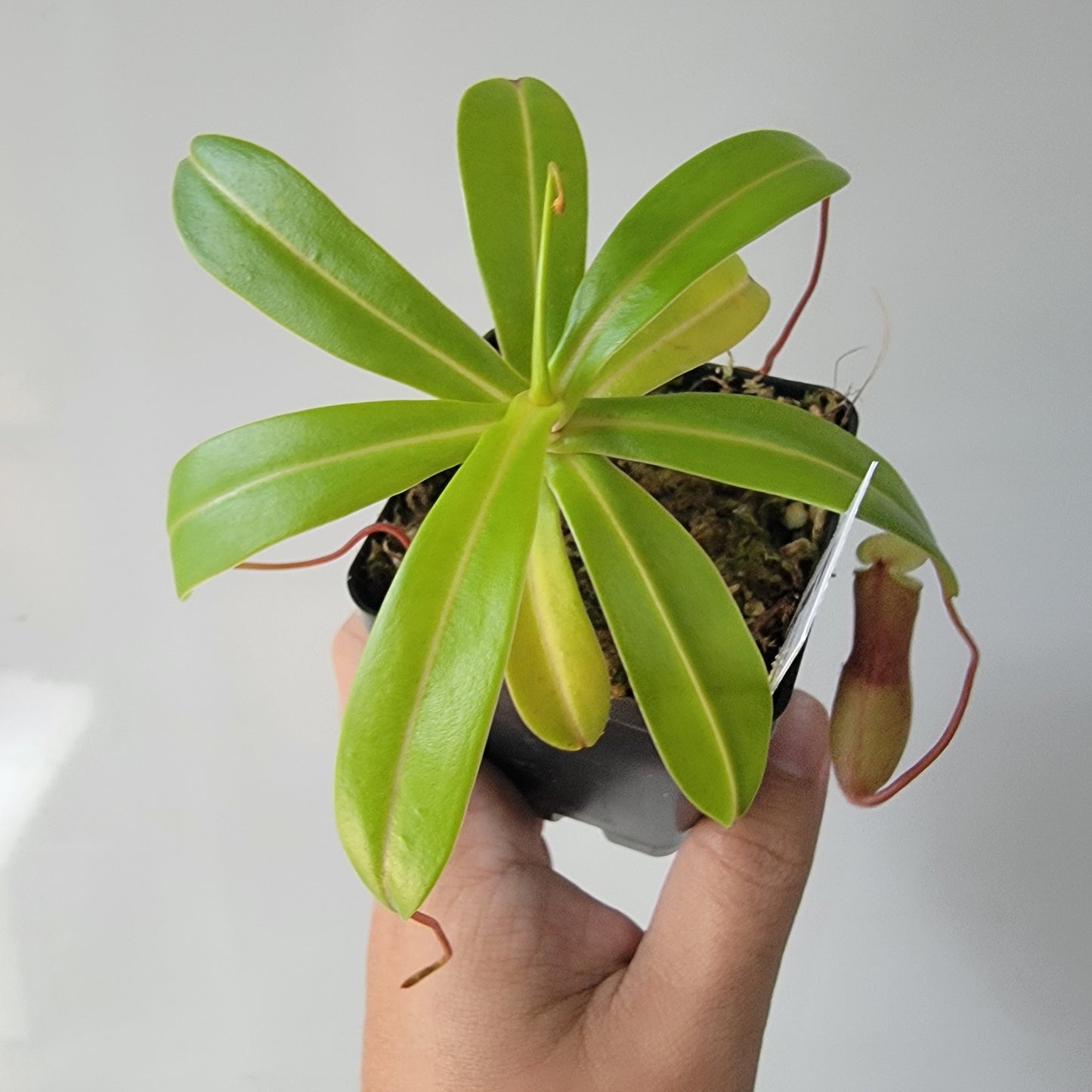 Nepenthes ventricosa BE