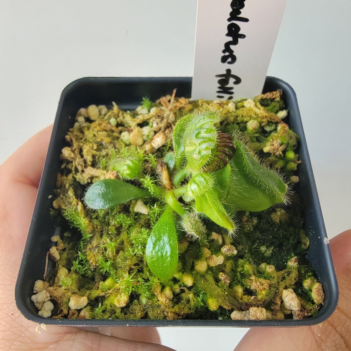 Cephalotus follicularis BE