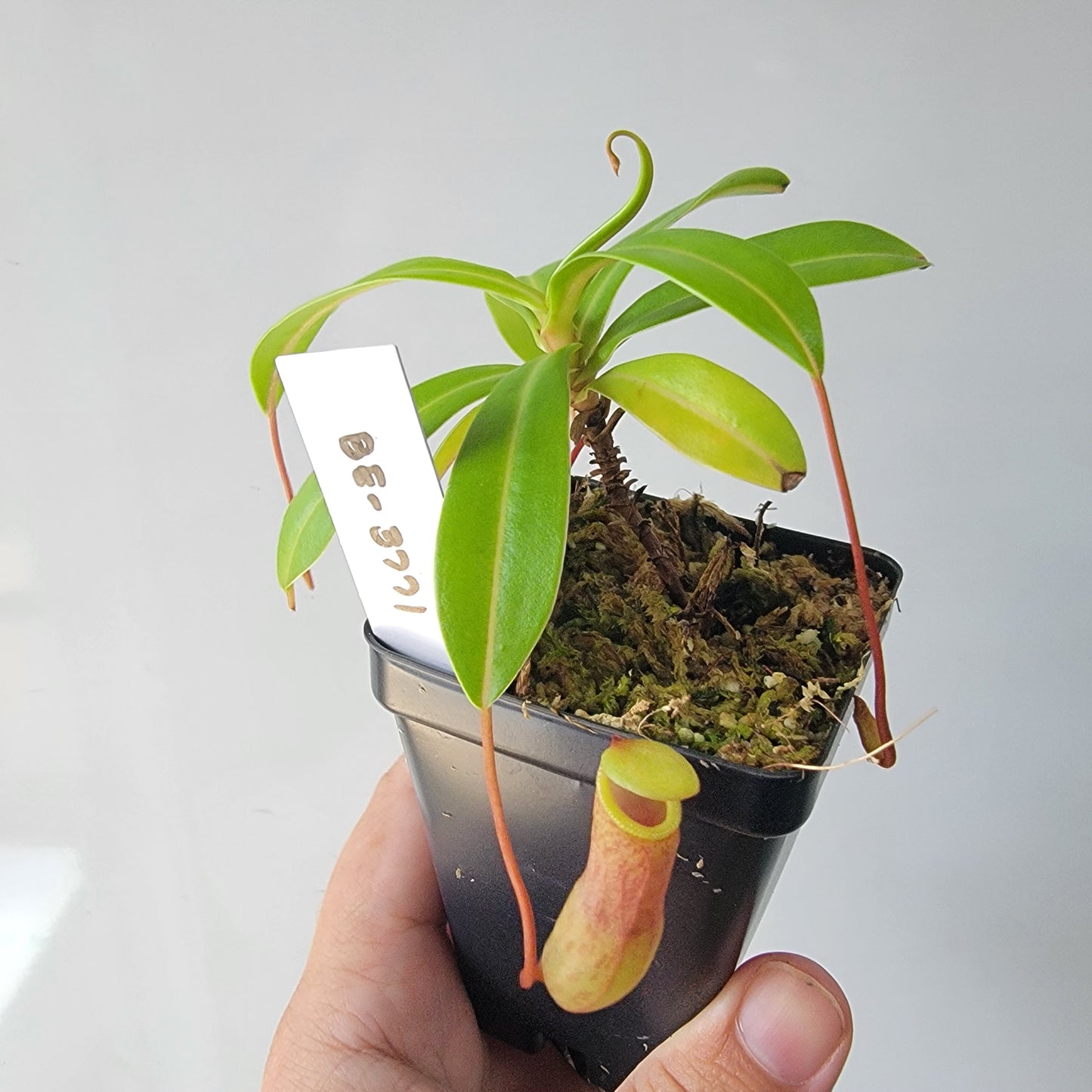 Nepenthes ventricosa BE
