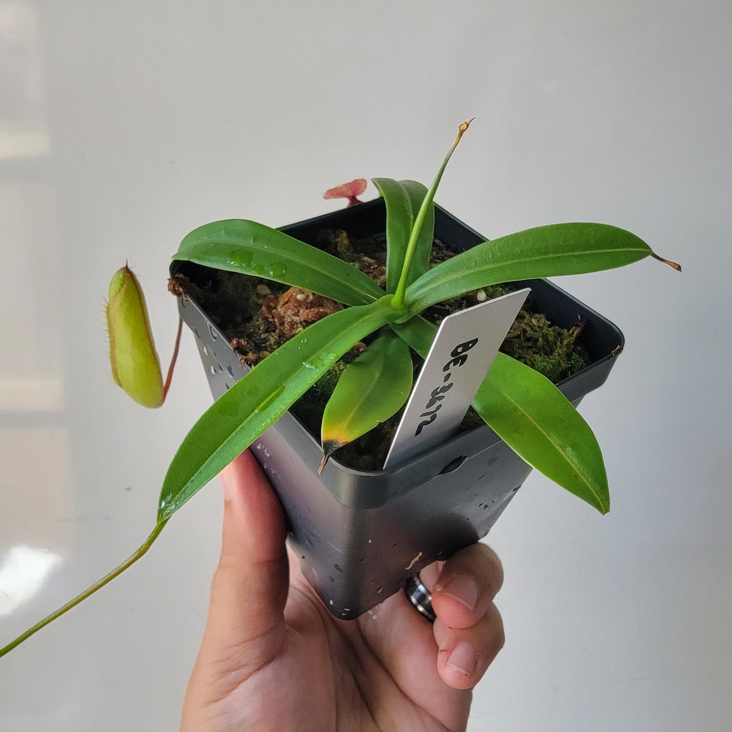 Nepenthes ventricosa x hamata BE