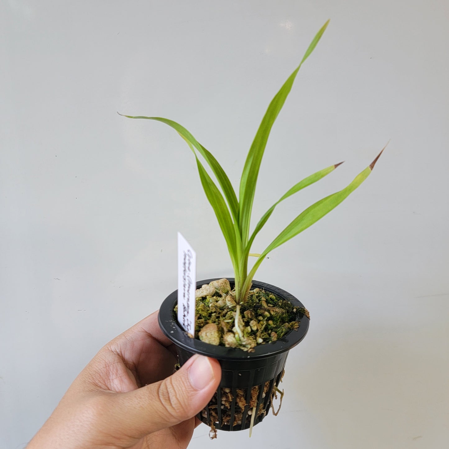 Coryanthes Macrosea x mastersiana Bucket Orchid