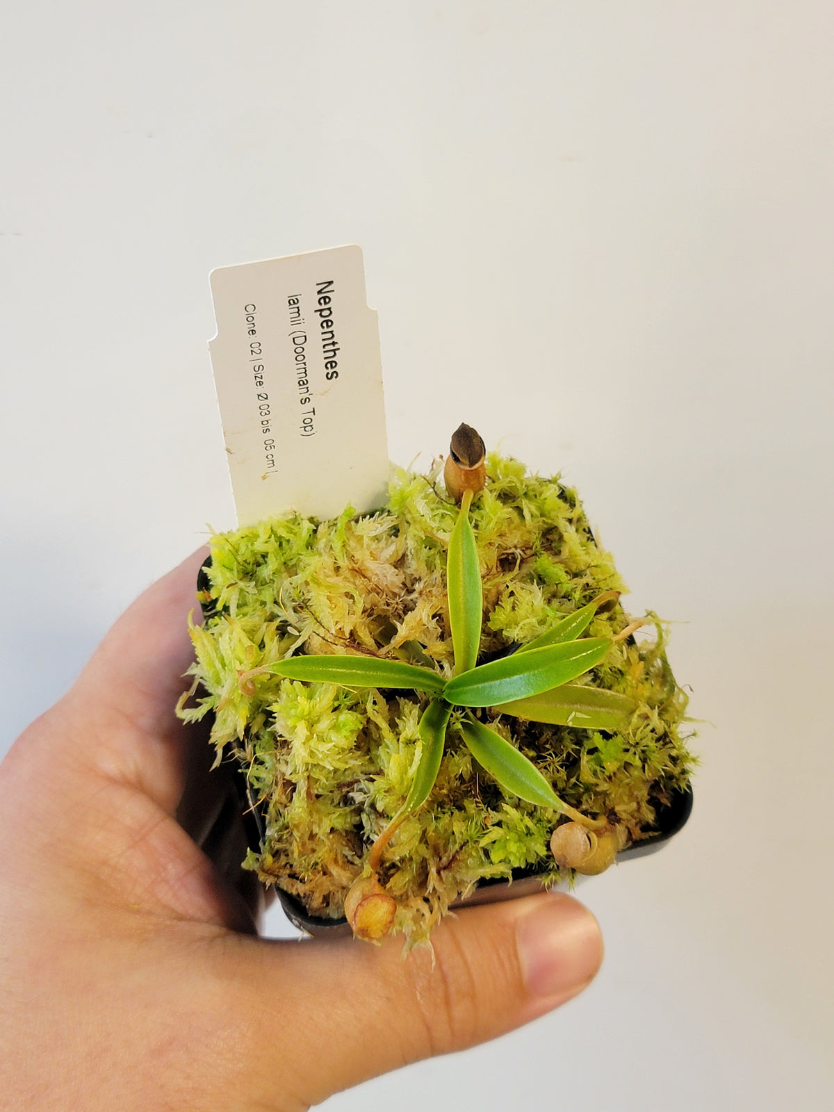 Nepenthes lamii AW