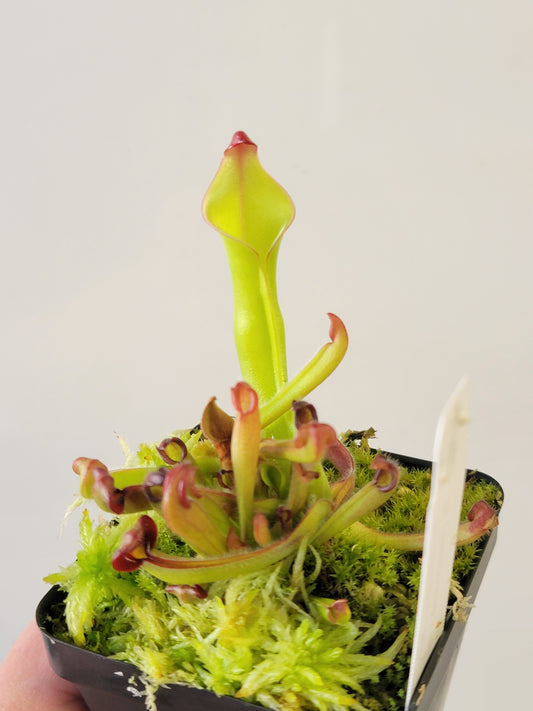 Heliamphora heterodoxa x ionasii BCP