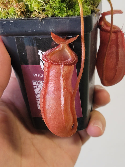 Nepenthes villosa x ventricosa BE