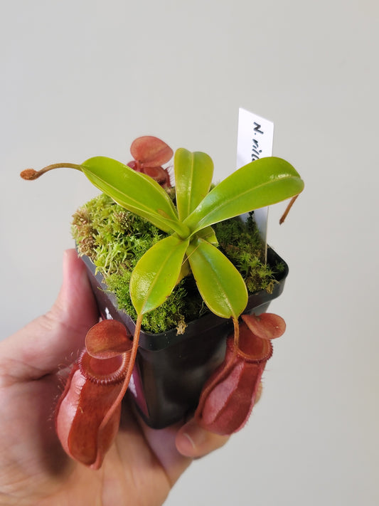 Nepenthes villosa x ventricosa BE