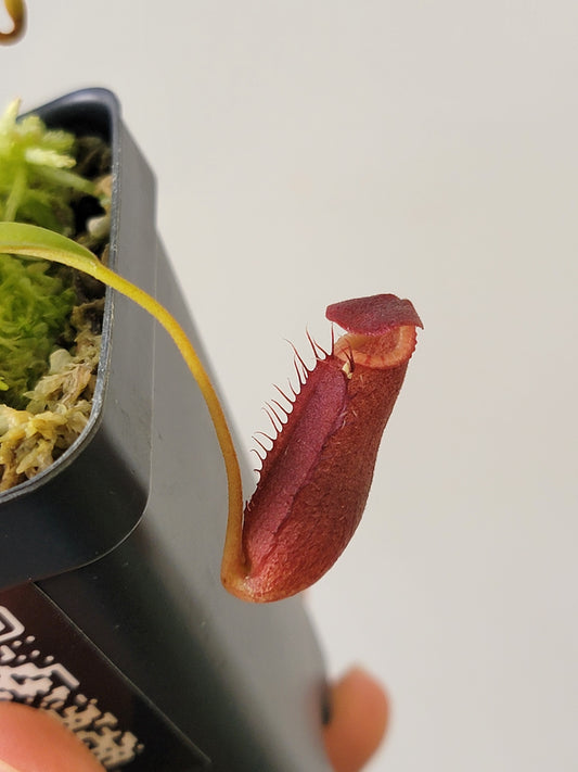 Nepenthes diatas BE