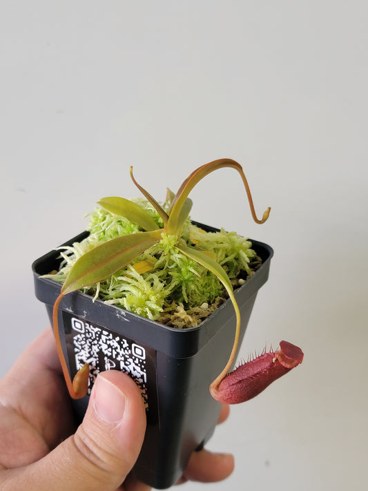 Nepenthes diatas BE