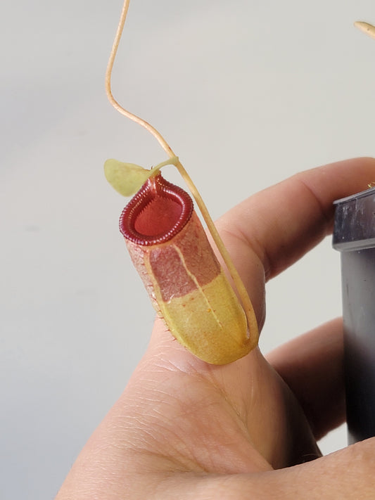 Nepenthes sibuyanensis BCP