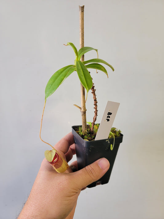 Nepenthes sibuyanensis BCP