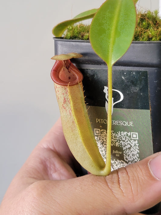Nepenthes xTrusmadiensis x burbidgeae BE
