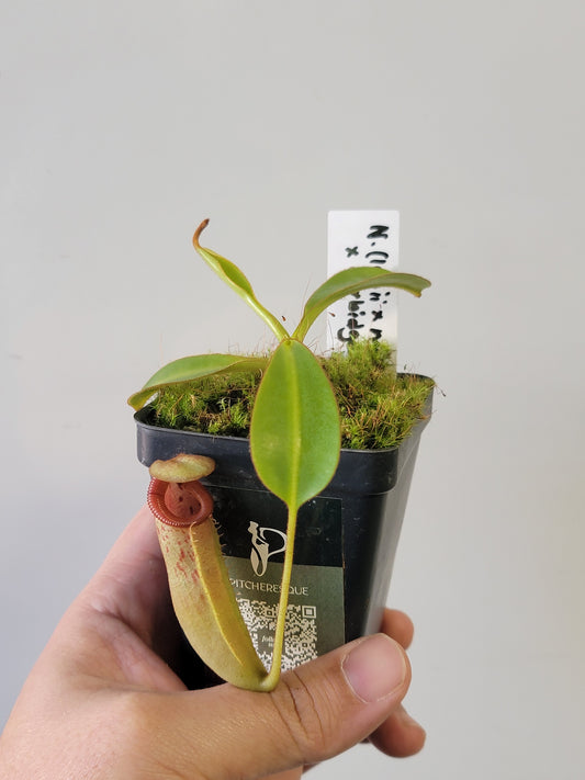 Nepenthes xTrusmadiensis x burbidgeae BE
