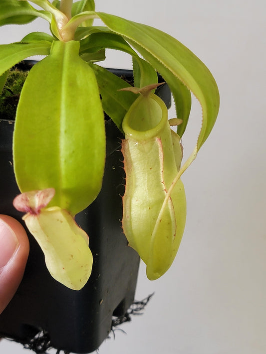 Nepenthes mirabilis 'variegata' *REVERTED*