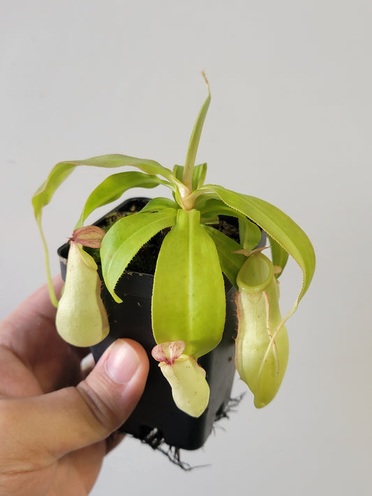 Nepenthes mirabilis 'variegata' *REVERTED*