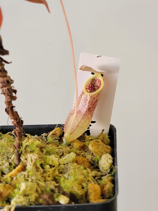 Nepenthes mapuluensis BCP