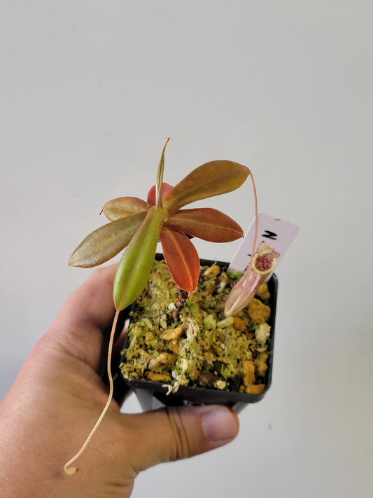 Nepenthes mapuluensis BCP