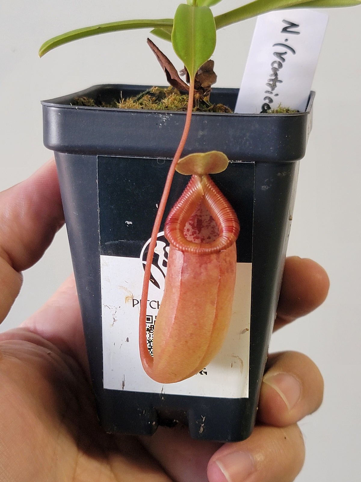 Nepenthes ventricosa x ovata BE