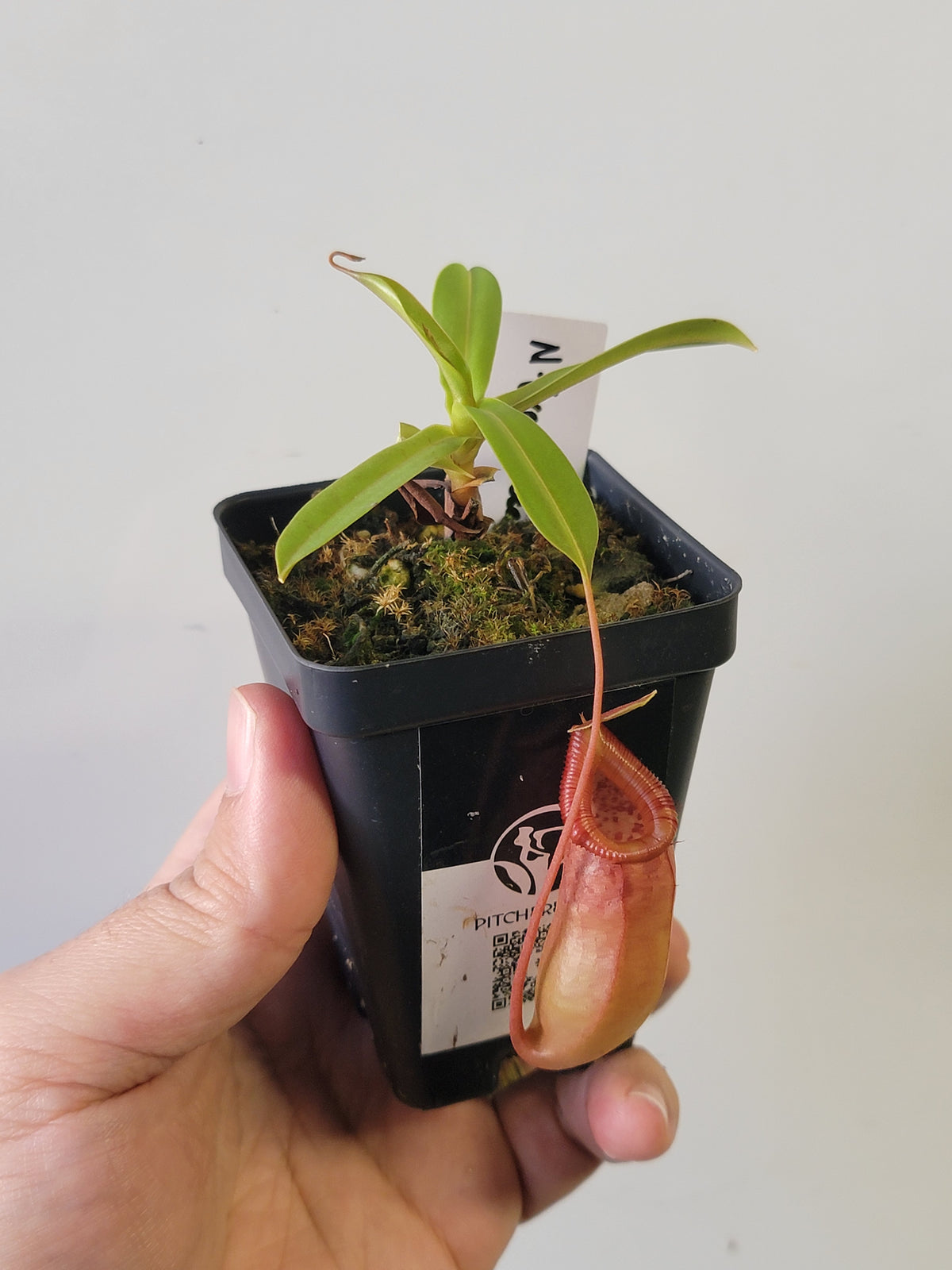 Nepenthes ventricosa x ovata BE