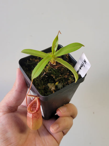 Nepenthes ventricosa x ovata BE