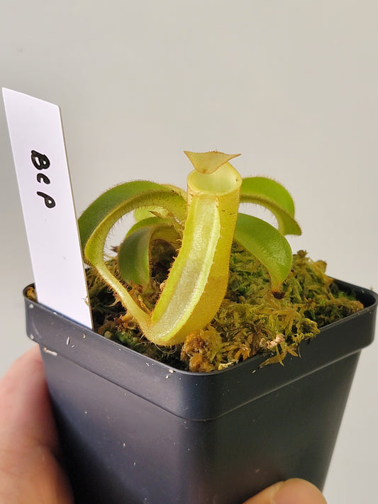 Nepenthes veitchii BCP