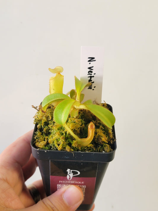 Nepenthes veitchii BCP