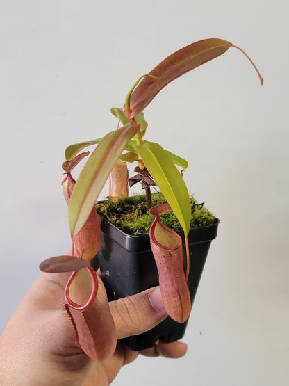 Nepenthes "Rebecca Soper"
