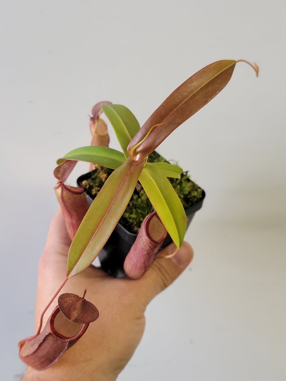 Nepenthes "Rebecca Soper"