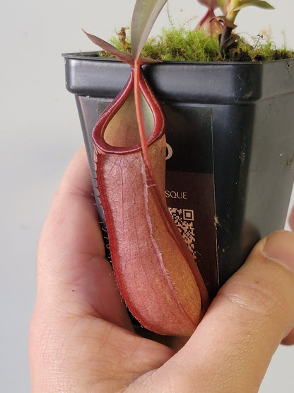 Nepenthes "Rebecca Soper"