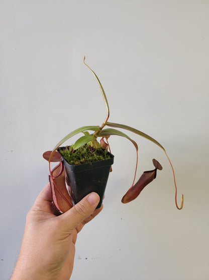 Nepenthes "Rebecca Soper"