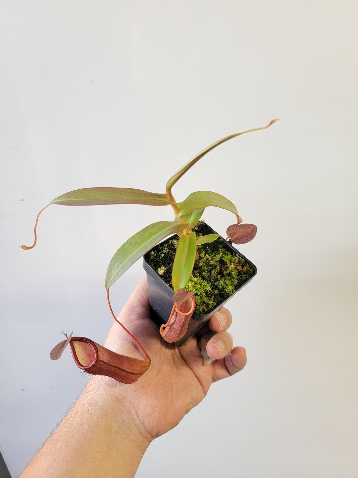 Nepenthes "Rebecca Soper"