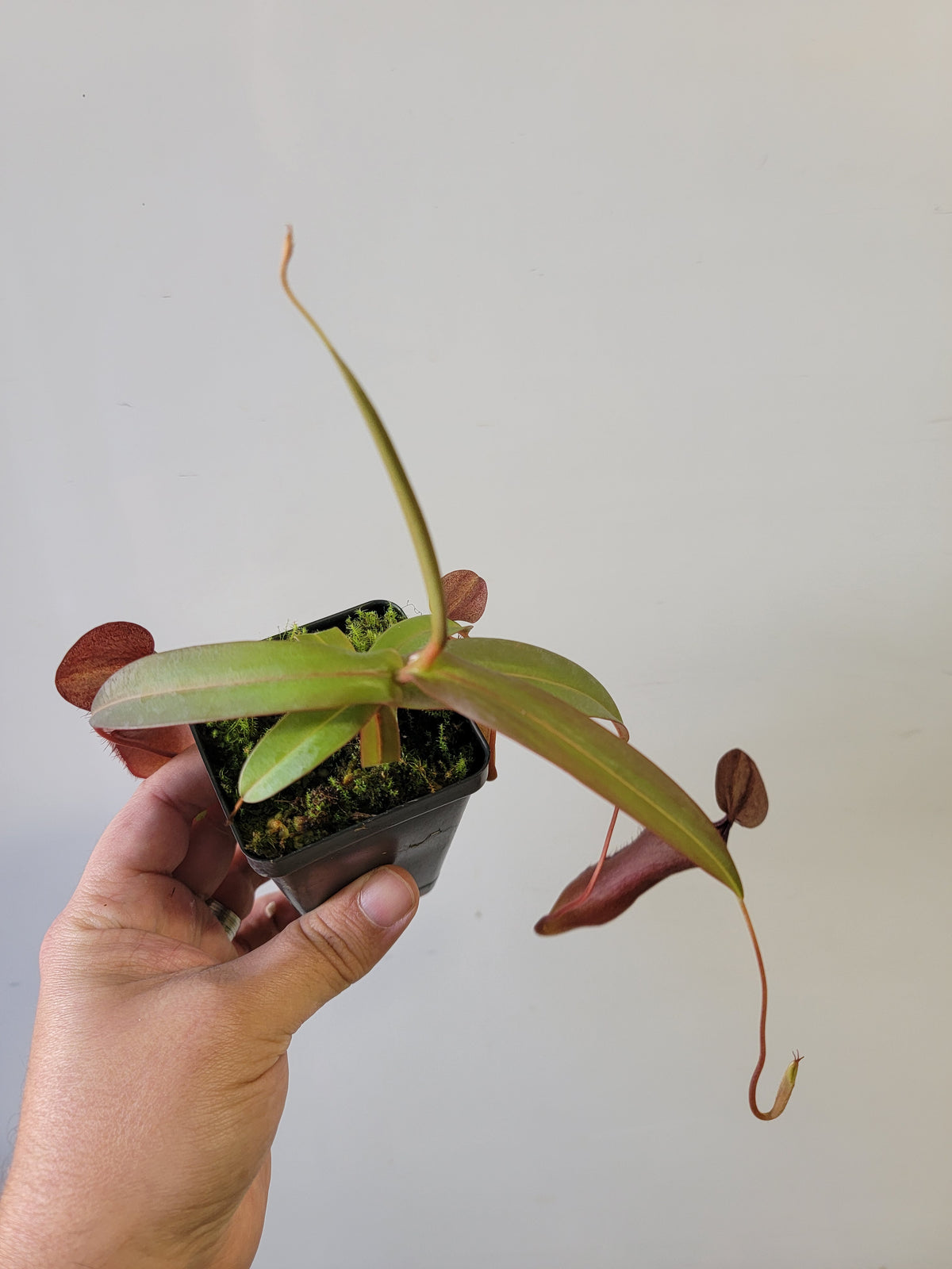 Nepenthes "Rebecca Soper"