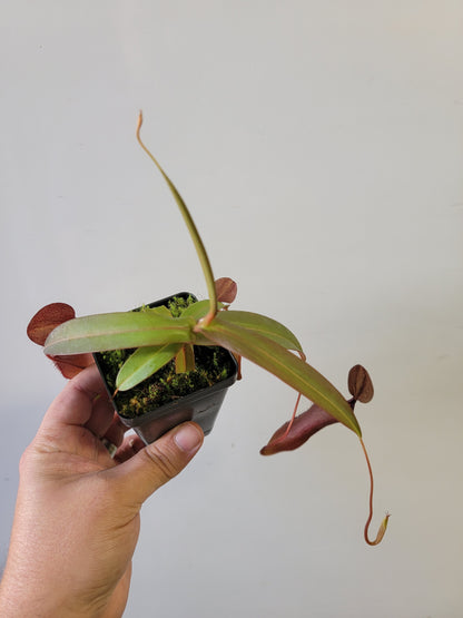 Nepenthes "Rebecca Soper"