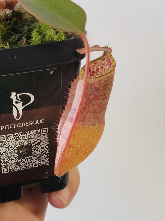 Nepenthes peltata x attenboroughii BE