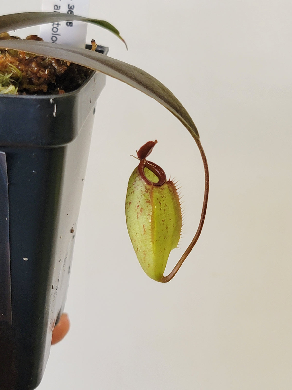 Nepenthes ampullaria x aristolochioides BE