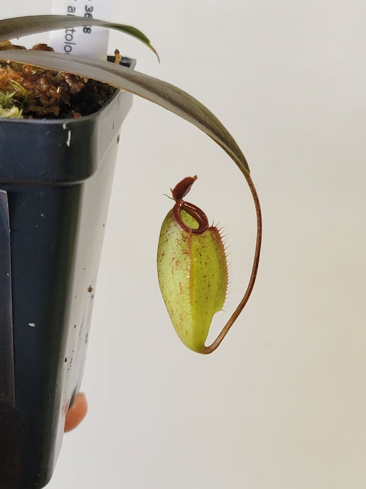 Nepenthes ampullaria x aristolochioides BE