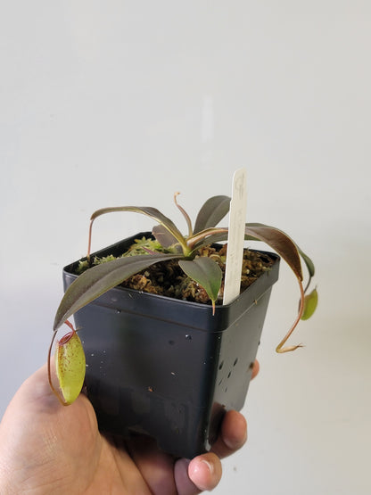 Nepenthes ampullaria x aristolochioides BE