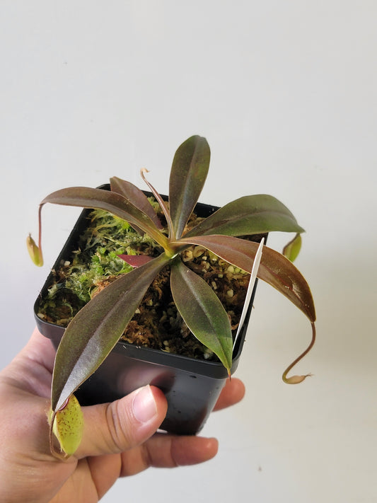 Nepenthes ampullaria x aristolochioides BE