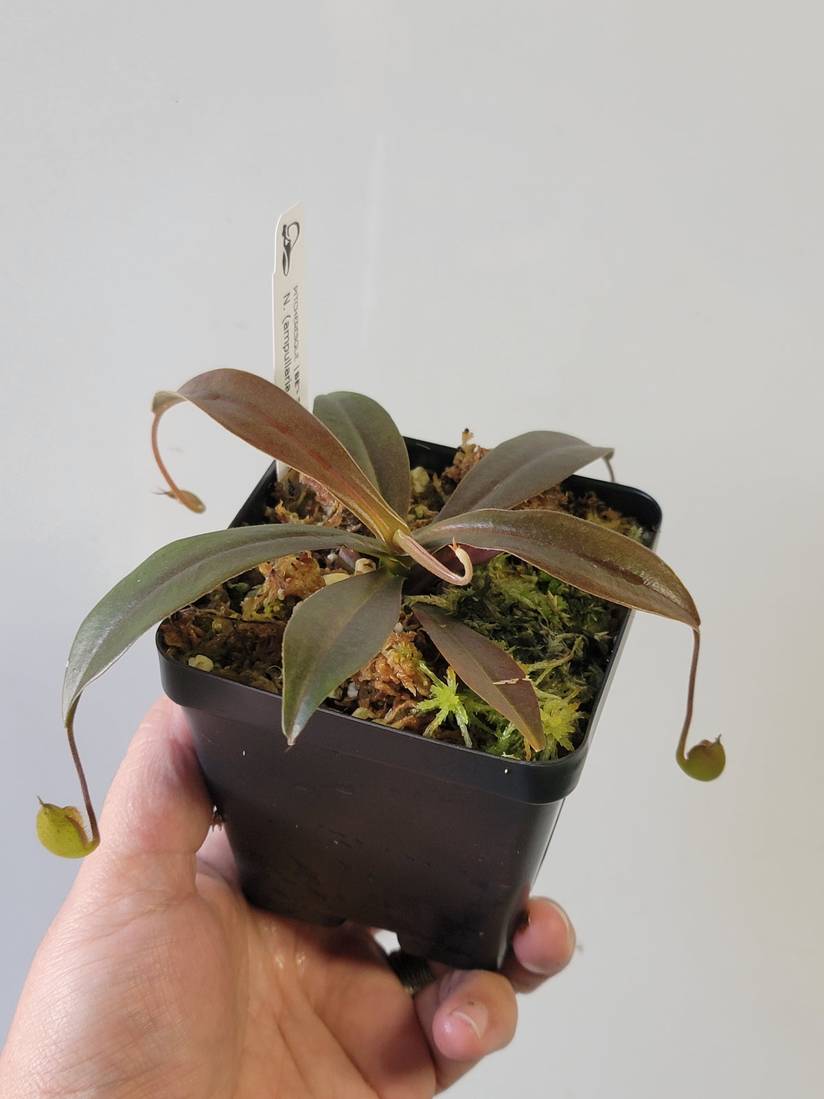 Nepenthes ampullaria x aristolochioides BE