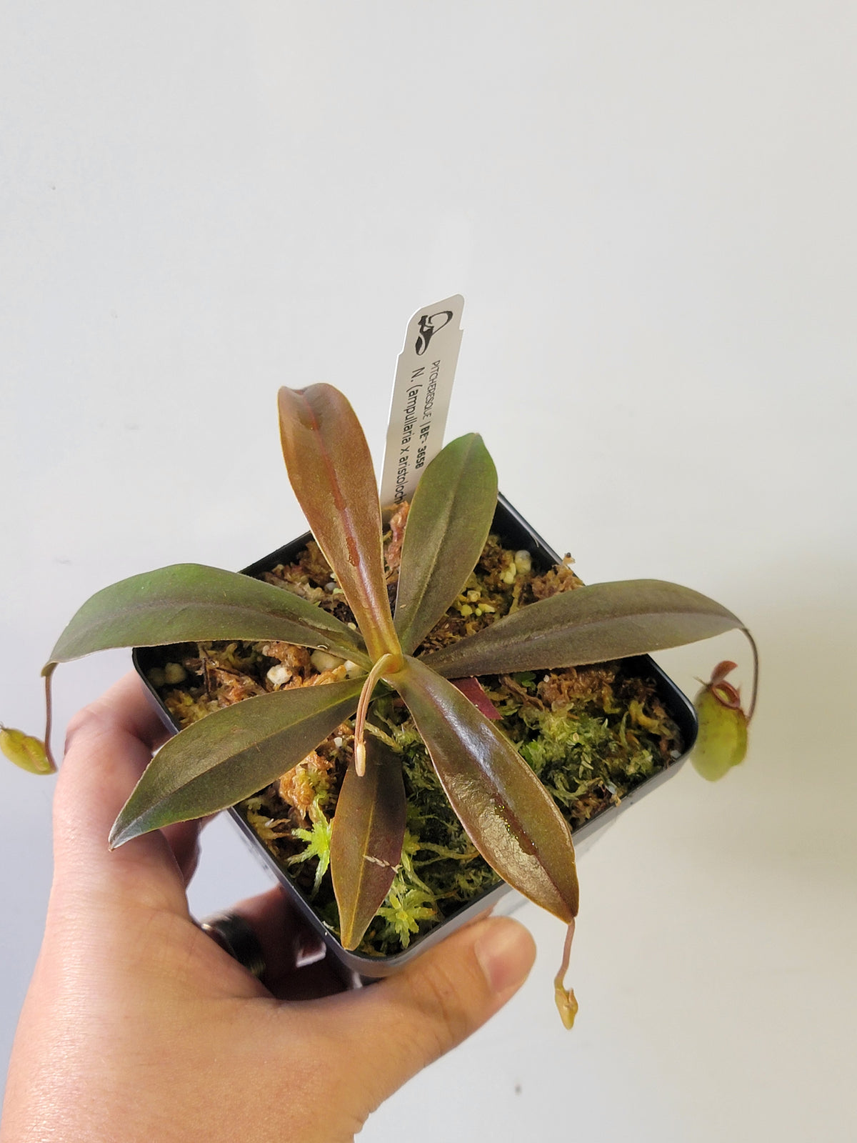 Nepenthes ampullaria x aristolochioides BE