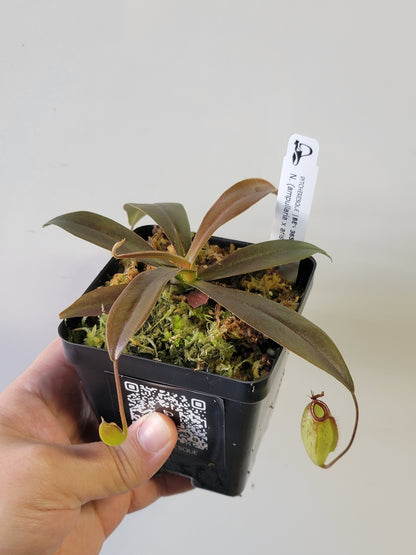 Nepenthes ampullaria x aristolochioides BE