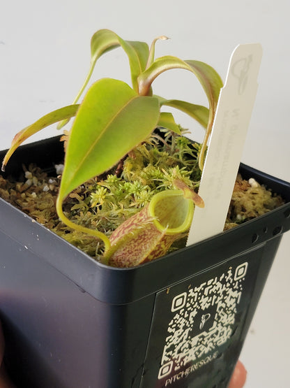 Nepenthes gymnamphora 'squat clone' BE