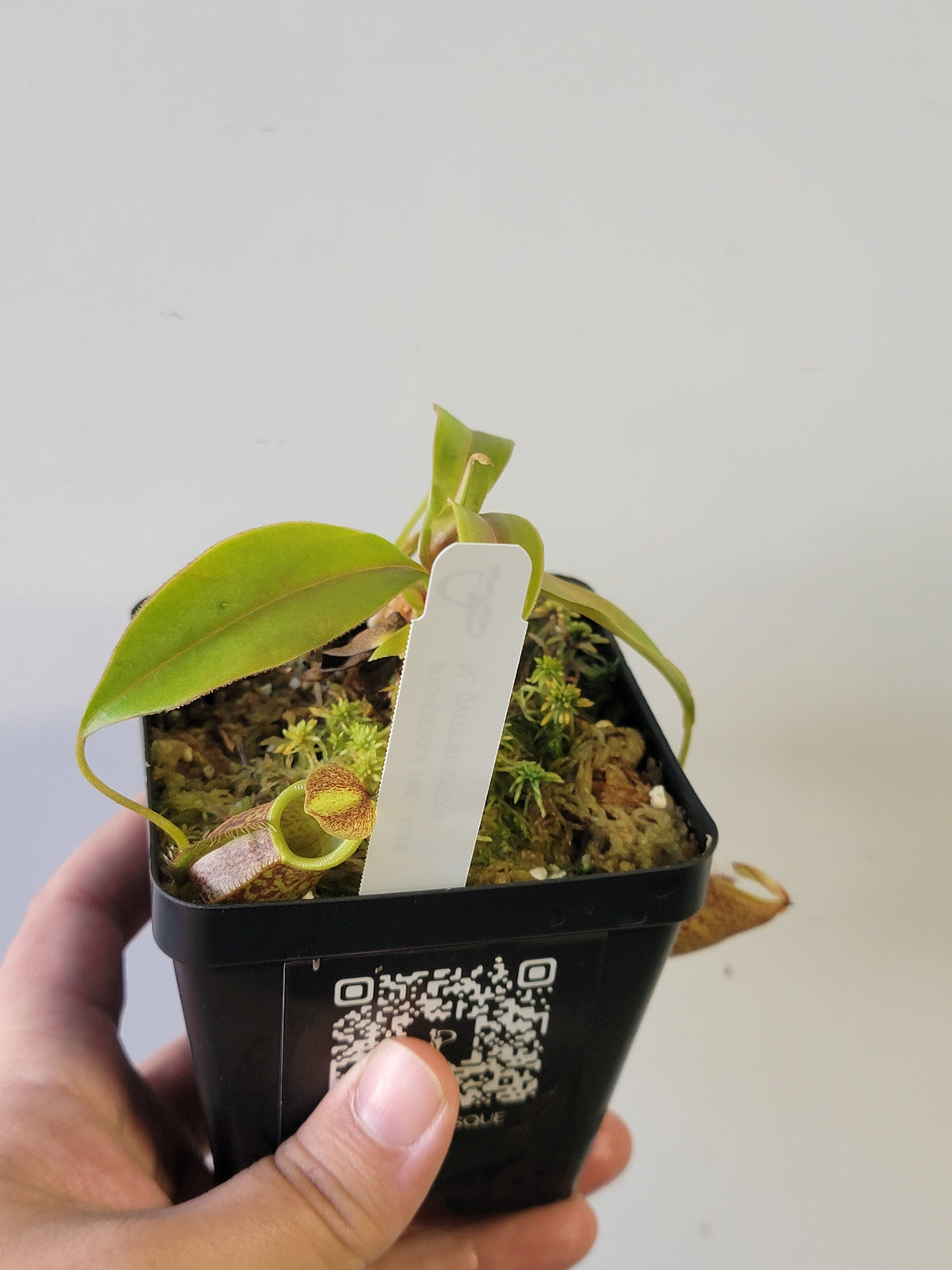 Nepenthes gymnamphora 'squat clone' BE